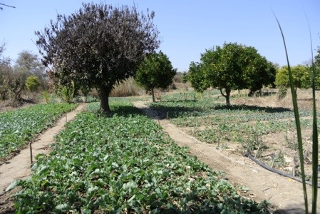 20120802-224236.jpg