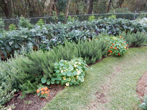 Planting for Soil Replenishment